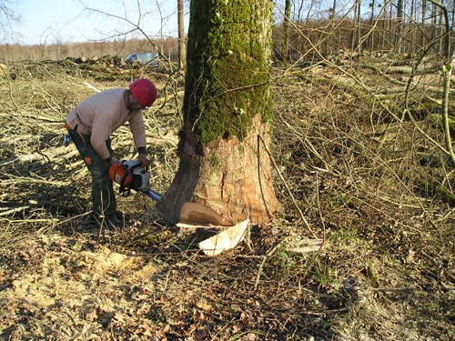 Exploitation forestière en Ariège 